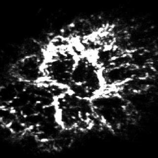 6 – Représentation en trois dimensions de la nébuleuse du Crabe. Les ...