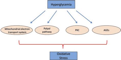 Hyperglycemia Induced Oxidative Stress Is Contributed By