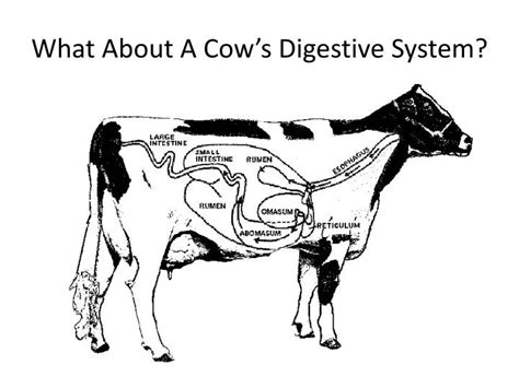 Cow Digestive System Diagram All Labeled