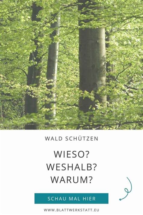 Wir Müssen Unseren Wald Schützen Ich Sage Dir Warum Und Was Ich Mir