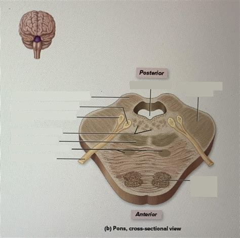 Pons Cross Sectional View Diagram Quizlet