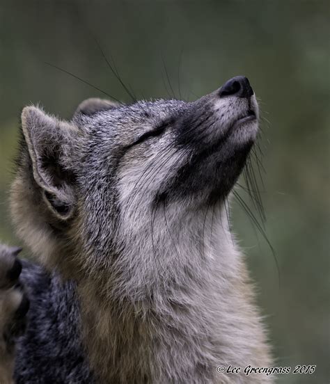 The Grey Fox Looks Up Coyote Hills Regional Park Fremont Flickr