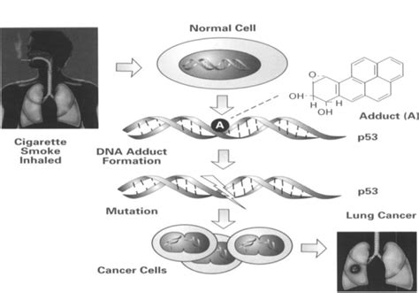 Tobacco Smoke Chemical Carcinogenesis And Genetic Lesions Ochsner