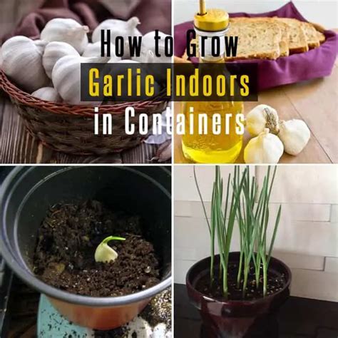 How to Grow Garlic Indoors in Containers | Gardenoid