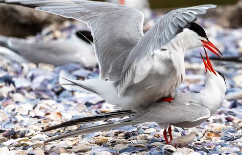 Manmade Common Tern breeding platform on Behance