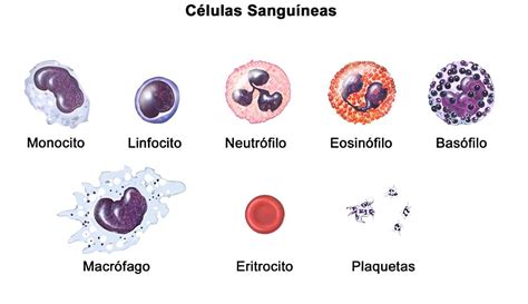 Células Sanguíneas Extendido De Sangre Periférica