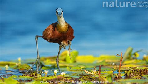 Stock Photo Of African Jacana Actophilornis Africanus Male Holding