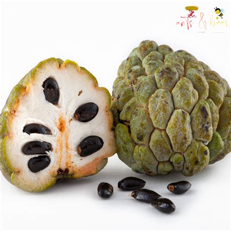 Binhi Pantanim 100 Seeds For Planting Atis Fruit Outdoor Tree Lazada PH