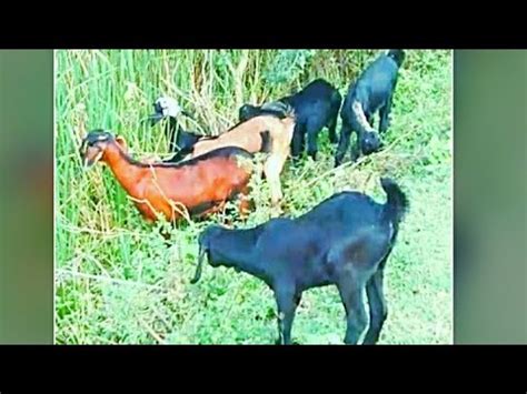 Bakri Ki Awaaz Bakri Ke Bacche Pateri Bakri Bakri Palan Goat