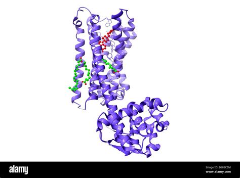 Dopamine Receptor Structure