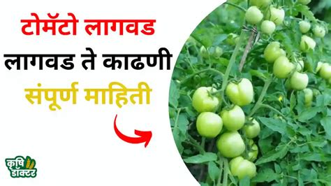 Tomato Lagwad टोमॅटो लागवडीची संपूर्ण माहिती उत्पादन वाढीचा फॉर्म्युला