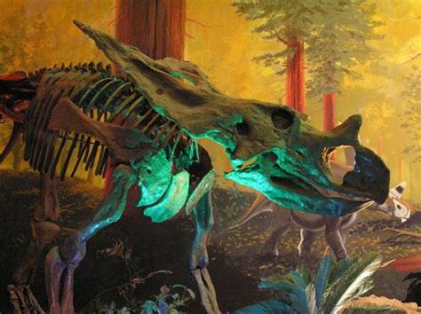 Chasmosaurus Pictures & Facts - The Dinosaur Database