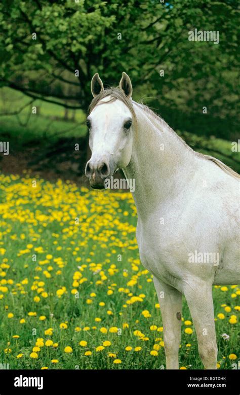 Pferd Stehend Auf Einer Blumenwiese Fotos Und Bildmaterial In Hoher