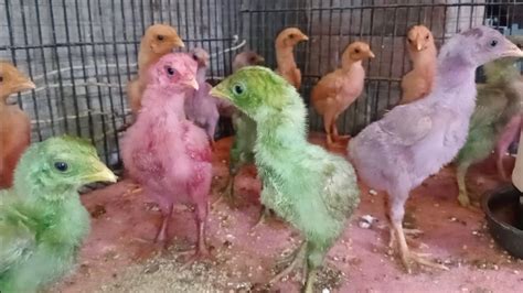 Colorful Chicks Enjoying Heera Chicks Ko Color Kar Dia Chirping Hen