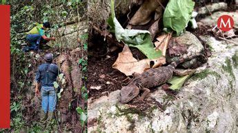 Unam Estudia Fauna De Parque Ecol Gico Bi Sfera El Cielo En Tamaulipas