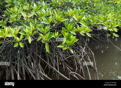 Mangrove Tree Roots