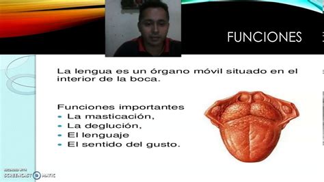 Ciencia B Funciones De La Lengua Youtube