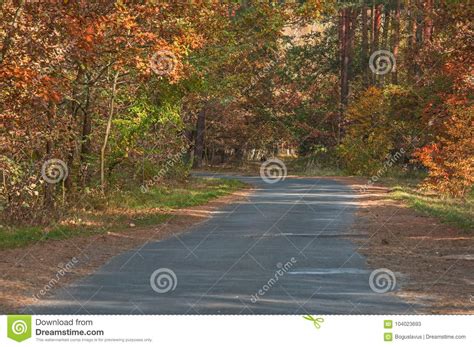 Asphalt Road Through Autumn Forest Stock Image Image Of Forest Tall