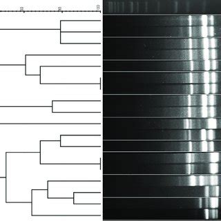 Dendrogram Based On The Cluster Analysis Of The Gtg Pcr