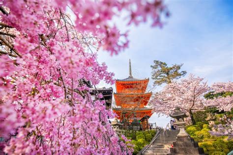 Kiyomizu-dera Temple and Cherry Blossom Season Sakura Spring T Stock Image - Image of buddhism ...