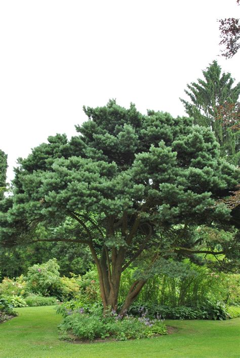 Pinus Sylvestris Watereri Grove Den Cv Van Den Berk Boomkwekerijen