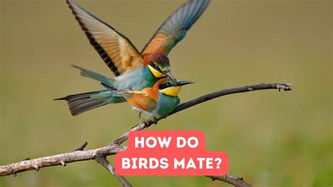 How Do Birds Mate