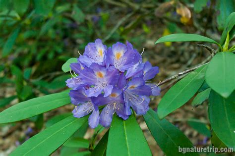 Rhododendron Ponticum Зеленика странджанска Кондолово Колхида 1