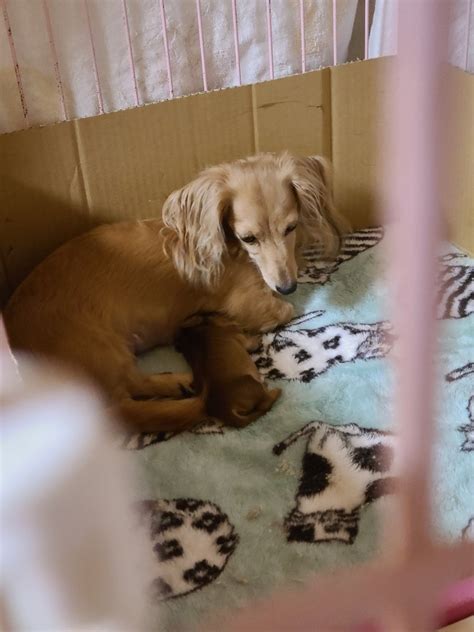 子犬 カニカニリキカニママのカニンヘンダックスブリーダー日記