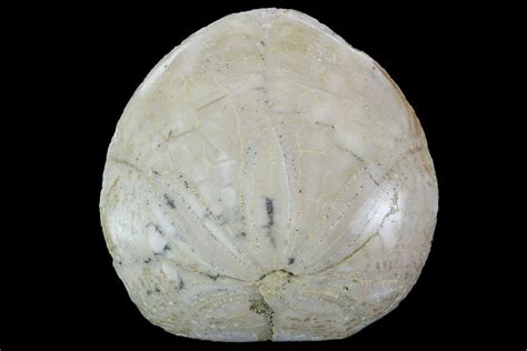 185 Polished Fossil Sand Dollar California 97556 For Sale