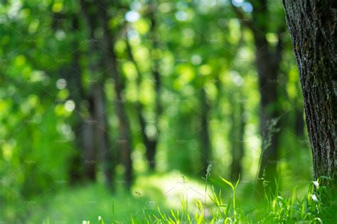 Natural Green Background Of The Fore Featuring Bokeh Forest And Park