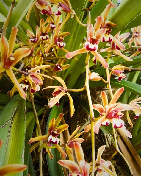 Cymbidium Orchid Species Finlaysonianum Without Flowers