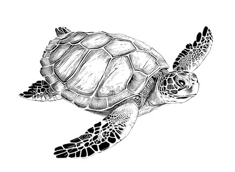 Premium Vector A Black And White Drawing Of A Sea Turtle