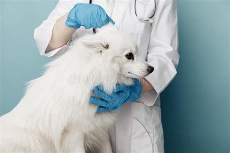 Veterinario Comprueba La Salud De Un Perro Blanco Cuidado De Las