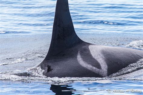 Social Networks A Key To Orca Survival Whatcom Watch Online