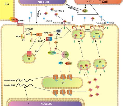 The Tim 3 Galectin 9 Secretory Pathway Is Involved In The Immune Escape