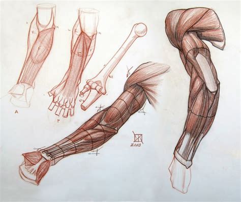 Anatomy Demos Via Pincg Human Anatomy Drawing Arm Anatomy