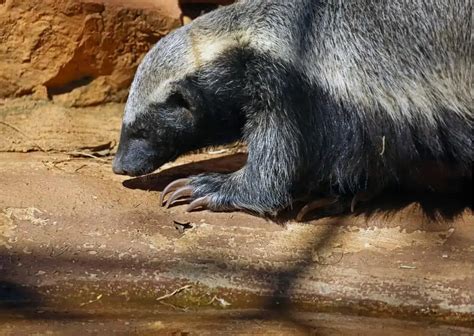 Honey Badger Behavior - AnimalBehaviorCorner