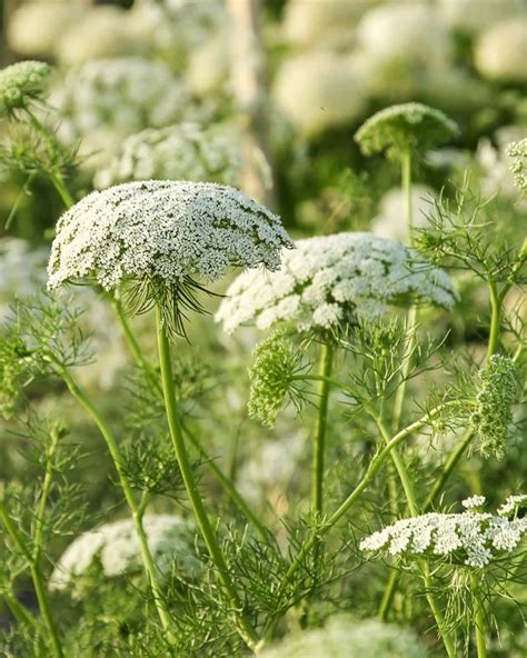 Ammi Visnaga Green Mist Bishops Flower