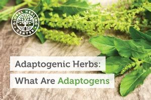 Adaptogenic Herbs What Are Adaptogens