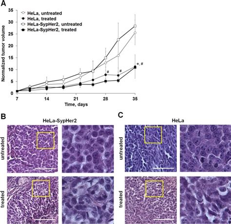 Chemotherapy With Cisplatin Insights Into Intracellular Ph And