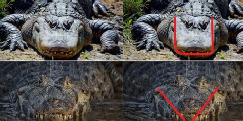 Identificando Las Diferencias Entre Lagarto Y Cocodrilo