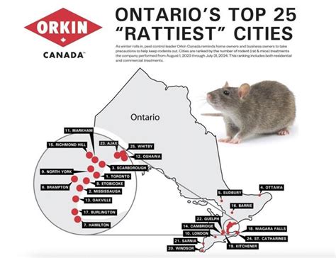 Orkin Canada Reveals 2024 ‘rattiest Cities In Ontario List