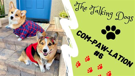 The Talking Corgi Adventures Hammy And Olivia Youtube