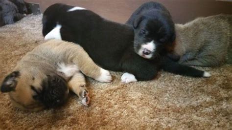 Akita/Great Dane puppies for Sale in Lindsborg, Kansas Classified ...