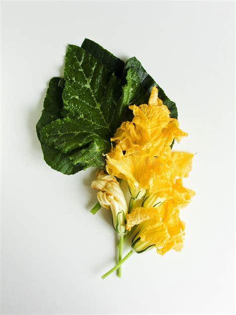 Edible Pumpkin Flowers Stock Photo Image Of Bright 271099138