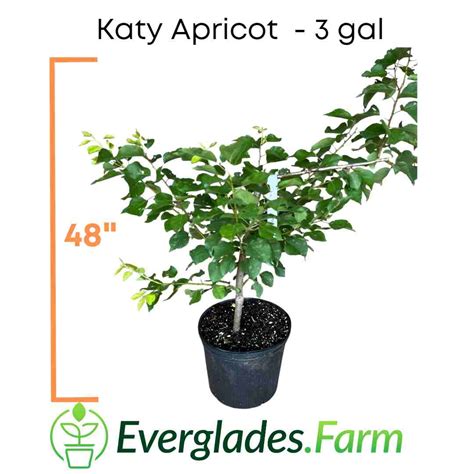 Katy Apricot Tree Grafted Everglades Farm