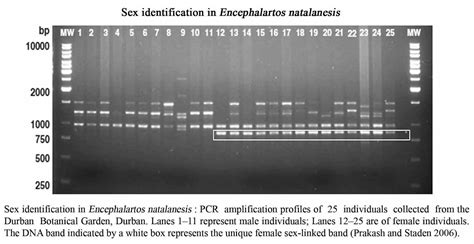 Knowledge Class Determination Of Sex Expression In Cycads