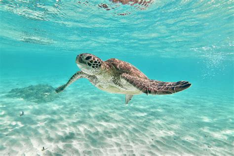 渡嘉敷島 ウミガメ の遊び・体験【アソビュー！】