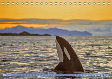 Orcas Schwarz weiße Giganten Tischkalender 2023 DIN A5 quer