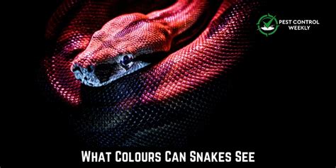 What Colors Can Snakes See Detailed Guide